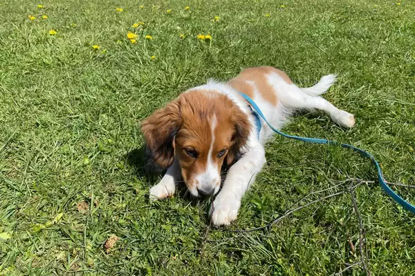 Welpenschule bei Hundeblick in 86678 Ehingen Welpenschule Hundeschule Hundeblick