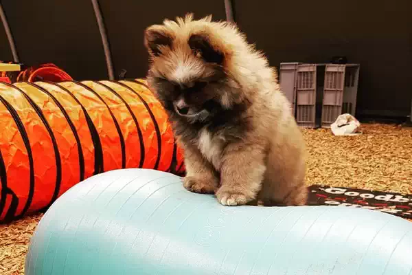 Welpenschule Hundeschule Hundeblick Kleiner Hund in der Welpenschule der Hundeschule Hundeblick