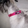 Dog Copenhagen® US-Collar